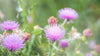 Botanical Therapy for Antibiotic Resistance in the GI Tract