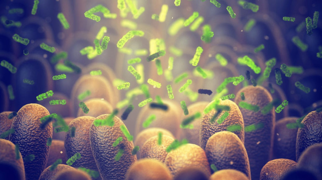 How the Gut Microbiome Supports the Immune System