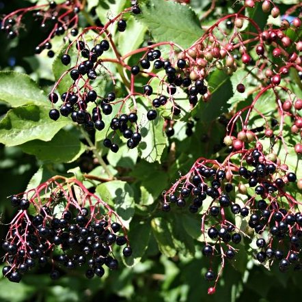 Southern Light Herbs Organic Elder Berries 50g