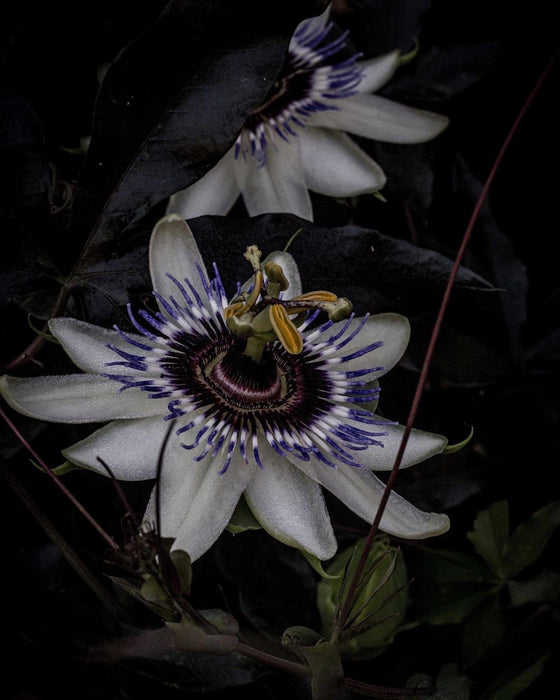 Southern Light Herbs Organic Passionflower (Leaf & Aerial Parts) 50g