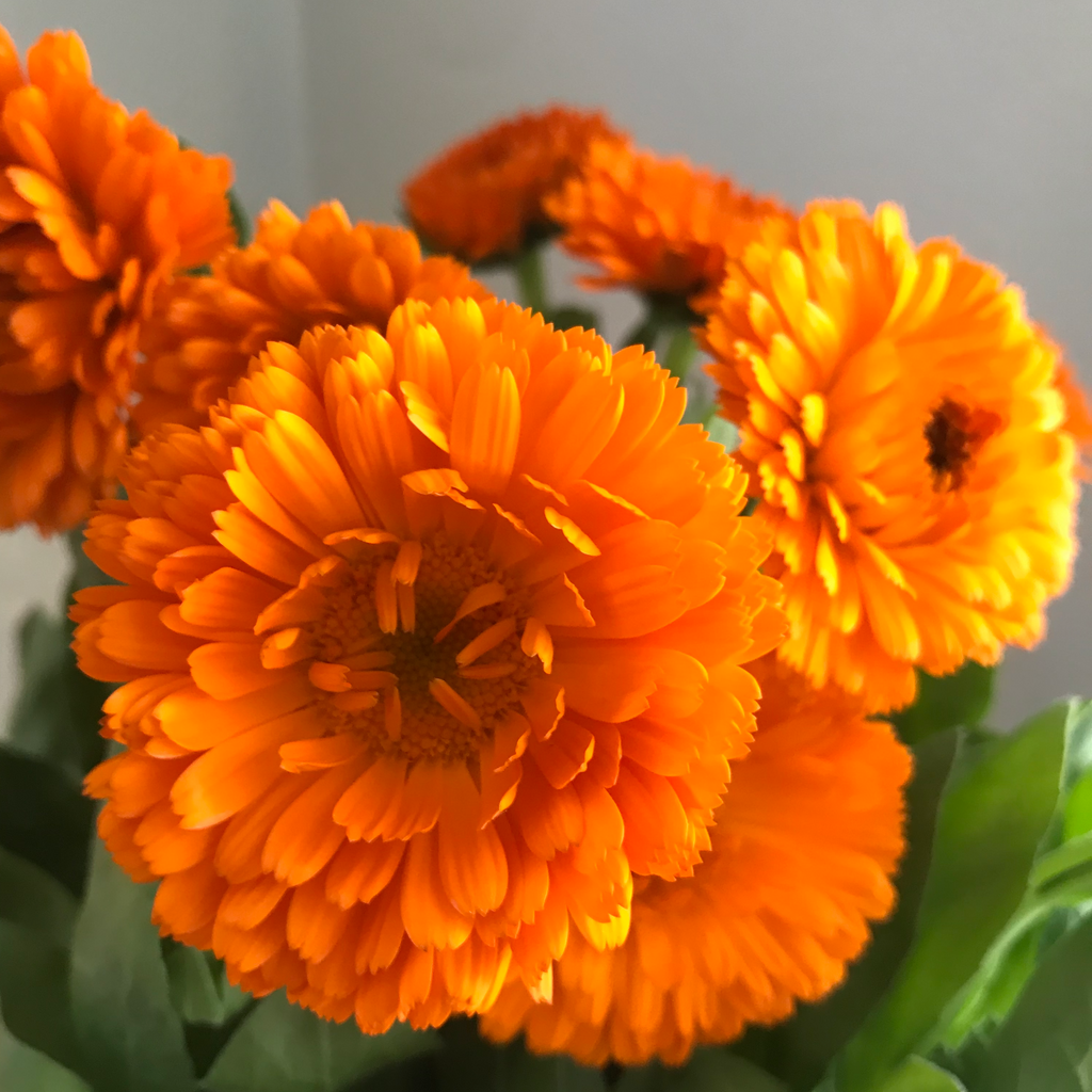 Holi Herbals Organic Calendula Whole Flower