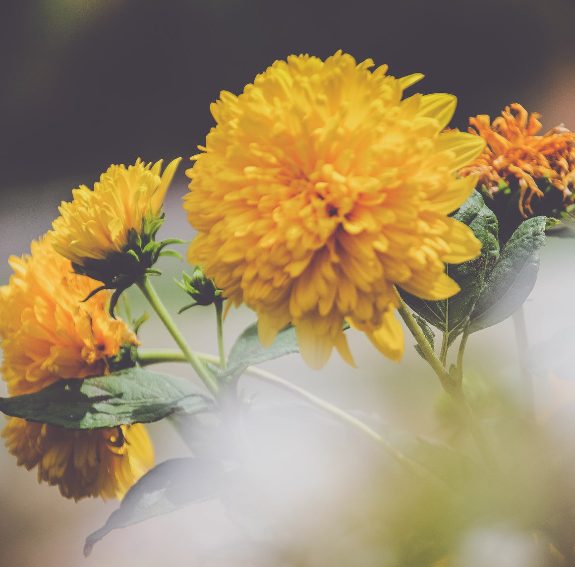 Holi Herbals Organic Dandelion Root